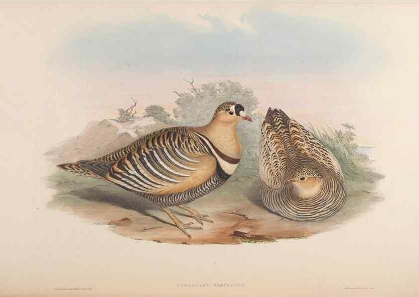 Reproducción/Reproduction 48630520486: Birds of Asia / by John Gould.. London :Printed by Taylor and Francis, pub. by the author,1850-1883.. 