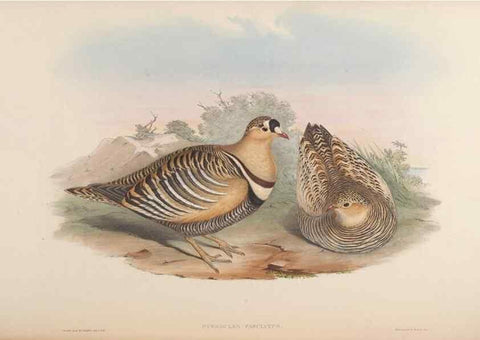 Reproducción/Reproduction 48630520486: Birds of Asia / by John Gould.. London :Printed by Taylor and Francis, pub. by the author,1850-1883.. 
