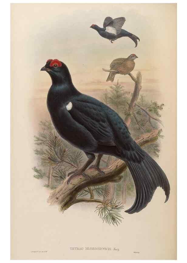 Reproducción/Reproduction 48630672302: Birds of Asia / by John Gould.. London :Printed by Taylor and Francis, pub. by the author,1850-1883.. 