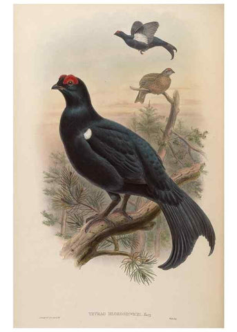 Reproducción/Reproduction 48630672302: Birds of Asia / by John Gould.. London :Printed by Taylor and Francis, pub. by the author,1850-1883.. 