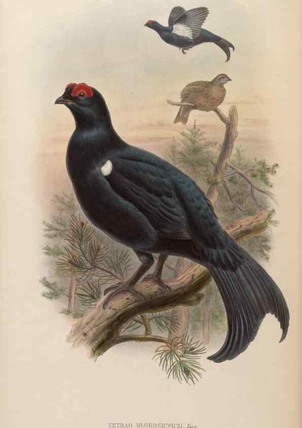 Reproducción/Reproduction 48630672302: Birds of Asia / by John Gould.. London :Printed by Taylor and Francis, pub. by the author,1850-1883.. 