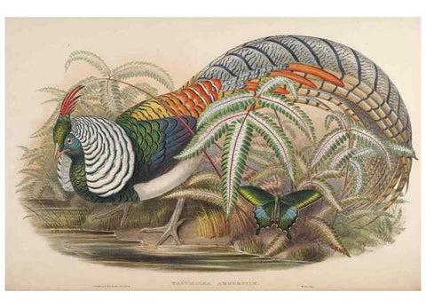 Reproducción/Reproduction 48630772351: Birds of Asia / by John Gould.. London :Printed by Taylor and Francis, pub. by the author,1850-1883.. 