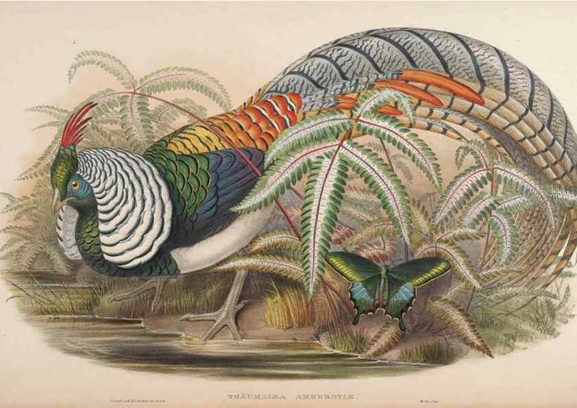 Reproducción/Reproduction 48630772351: Birds of Asia / by John Gould.. London :Printed by Taylor and Francis, pub. by the author,1850-1883.. 