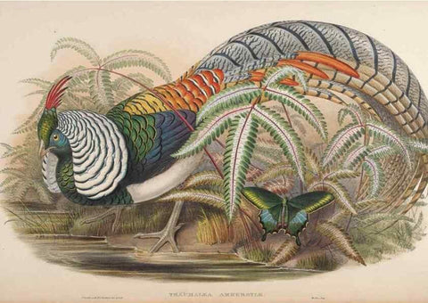 Reproducción/Reproduction 48630772351: Birds of Asia / by John Gould.. London :Printed by Taylor and Francis, pub. by the author,1850-1883.. 