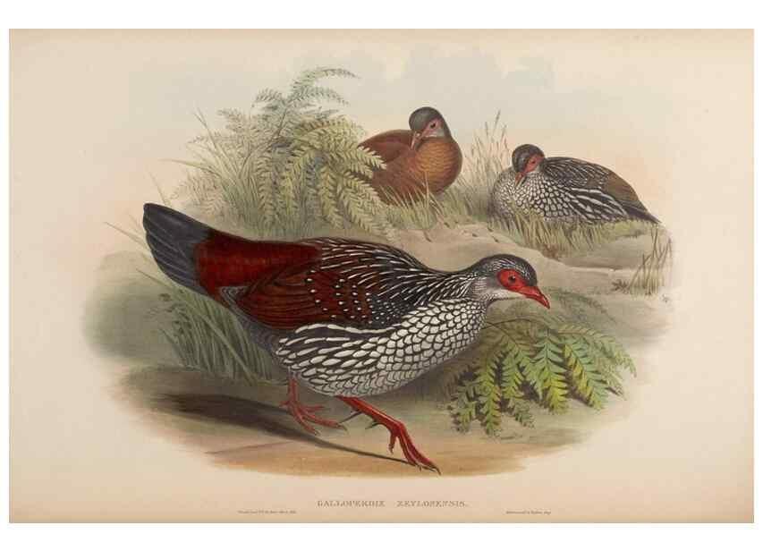 Reproducción/Reproduction 48630672772: Birds of Asia / by John Gould.. London :Printed by Taylor and Francis, pub. by the author,1850-1883.. 