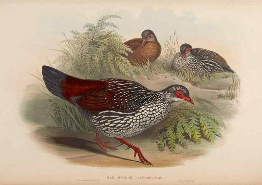 Reproducción/Reproduction 48630672772: Birds of Asia / by John Gould.. London :Printed by Taylor and Francis, pub. by the author,1850-1883.. 