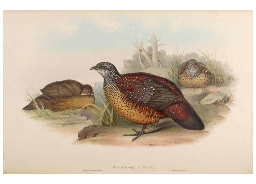 Reproducción/Reproduction 48630522511: Birds of Asia / by John Gould.. London :Printed by Taylor and Francis, pub. by the author,1850-1883.. 