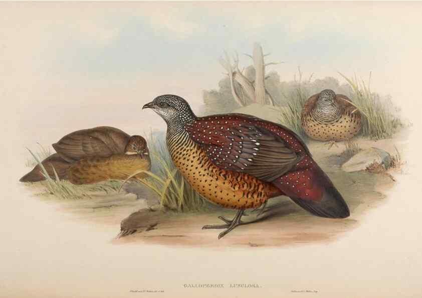 Reproducción/Reproduction 48630522511: Birds of Asia / by John Gould.. London :Printed by Taylor and Francis, pub. by the author,1850-1883.. 