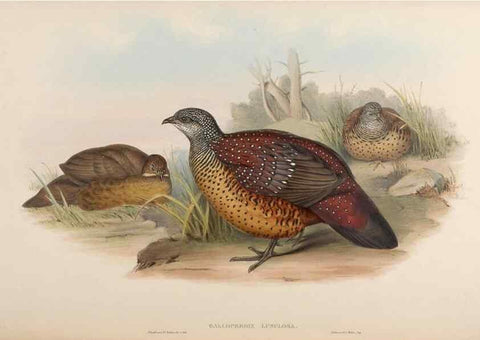 Reproducción/Reproduction 48630522511: Birds of Asia / by John Gould.. London :Printed by Taylor and Francis, pub. by the author,1850-1883.. 