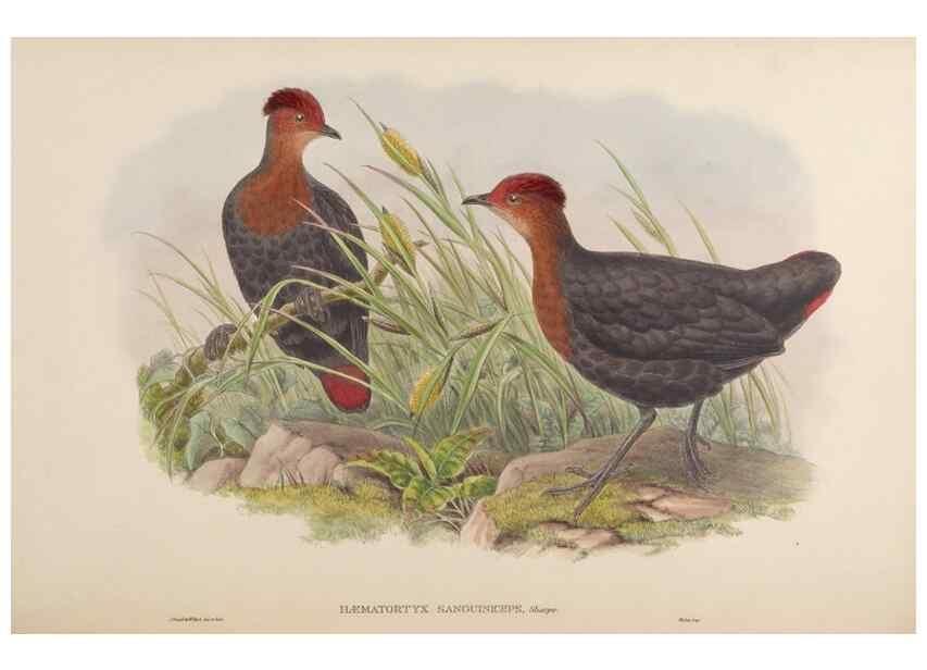 Reproducción/Reproduction 48630523076: Birds of Asia / by John Gould.. London :Printed by Taylor and Francis, pub. by the author,1850-1883.. 