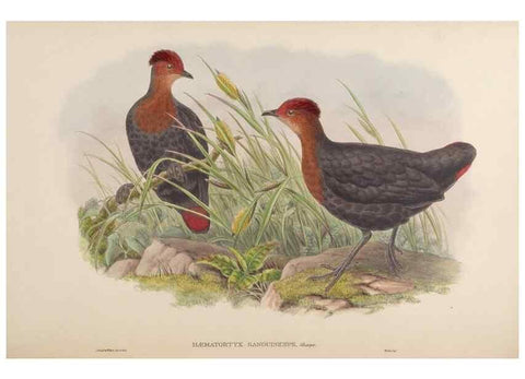 Reproducción/Reproduction 48630523076: Birds of Asia / by John Gould.. London :Printed by Taylor and Francis, pub. by the author,1850-1883.. 