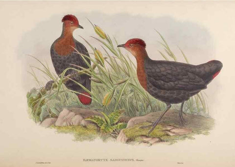 Reproducción/Reproduction 48630523076: Birds of Asia / by John Gould.. London :Printed by Taylor and Francis, pub. by the author,1850-1883.. 