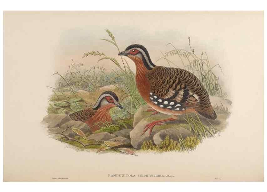 Reproducción/Reproduction 48630171113: Birds of Asia / by John Gould.. London :Printed by Taylor and Francis, pub. by the author,1850-1883.. 