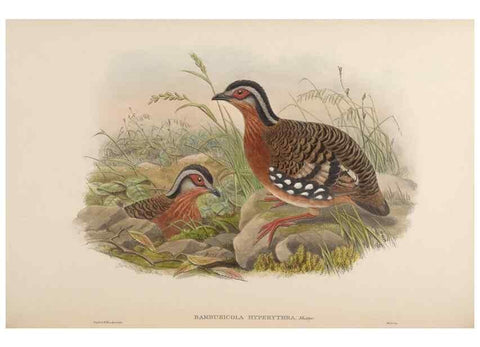 Reproducción/Reproduction 48630171113: Birds of Asia / by John Gould.. London :Printed by Taylor and Francis, pub. by the author,1850-1883.. 