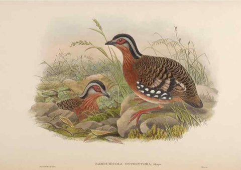 Reproducción/Reproduction 48630171113: Birds of Asia / by John Gould.. London :Printed by Taylor and Francis, pub. by the author,1850-1883.. 