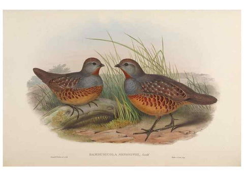 Reproducción/Reproduction 48630675287: Birds of Asia / by John Gould.. London :Printed by Taylor and Francis, pub. by the author,1850-1883.. 