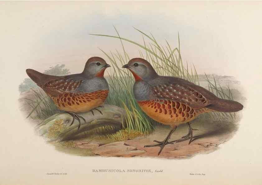 Reproducción/Reproduction 48630675287: Birds of Asia / by John Gould.. London :Printed by Taylor and Francis, pub. by the author,1850-1883.. 