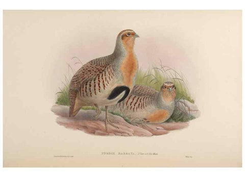 Reproducción/Reproduction 48630675677: Birds of Asia / by John Gould.. London :Printed by Taylor and Francis, pub. by the author,1850-1883.. 