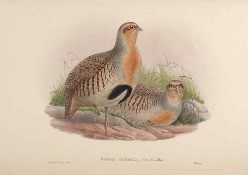 Reproducción/Reproduction 48630675677: Birds of Asia / by John Gould.. London :Printed by Taylor and Francis, pub. by the author,1850-1883.. 