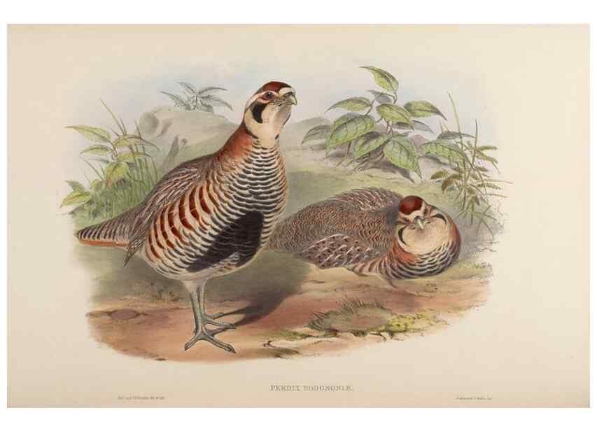 Reproducción/Reproduction 48630676077: Birds of Asia / by John Gould.. London :Printed by Taylor and Francis, pub. by the author,1850-1883.. 