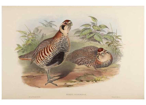 Reproducción/Reproduction 48630676077: Birds of Asia / by John Gould.. London :Printed by Taylor and Francis, pub. by the author,1850-1883.. 