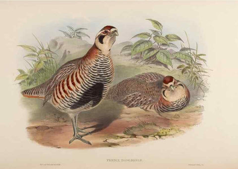 Reproducción/Reproduction 48630676077: Birds of Asia / by John Gould.. London :Printed by Taylor and Francis, pub. by the author,1850-1883.. 