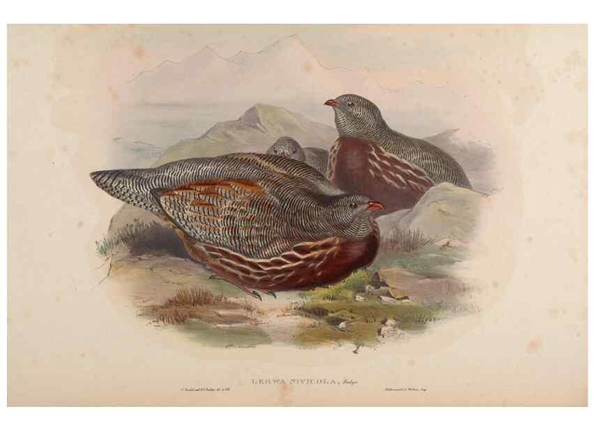 Reproducción/Reproduction 48630525326: Birds of Asia / by John Gould.. London :Printed by Taylor and Francis, pub. by the author,1850-1883.. 