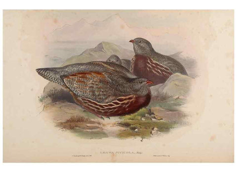 Reproducción/Reproduction 48630525326: Birds of Asia / by John Gould.. London :Printed by Taylor and Francis, pub. by the author,1850-1883.. 