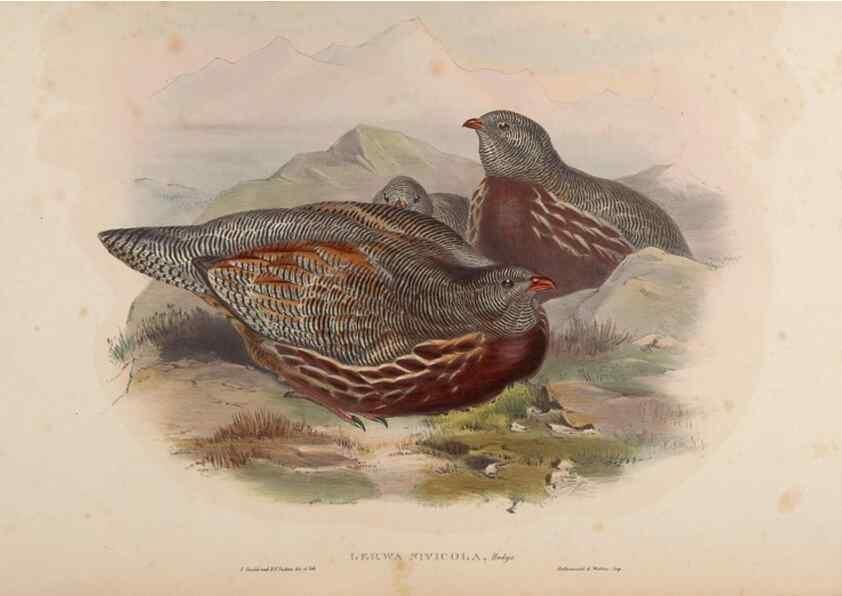 Reproducción/Reproduction 48630525326: Birds of Asia / by John Gould.. London :Printed by Taylor and Francis, pub. by the author,1850-1883.. 
