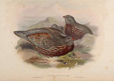 Reproducción/Reproduction 48630525326: Birds of Asia / by John Gould.. London :Printed by Taylor and Francis, pub. by the author,1850-1883.. 