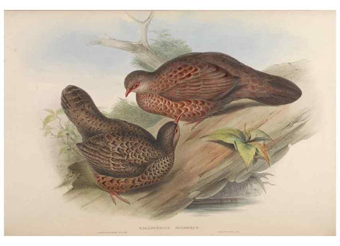 Reproducción/Reproduction 48630169113: Birds of Asia / by John Gould.. London :Printed by Taylor and Francis, pub. by the author,1850-1883.. 
