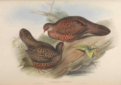 Reproducción/Reproduction 48630169113: Birds of Asia / by John Gould.. London :Printed by Taylor and Francis, pub. by the author,1850-1883.. 