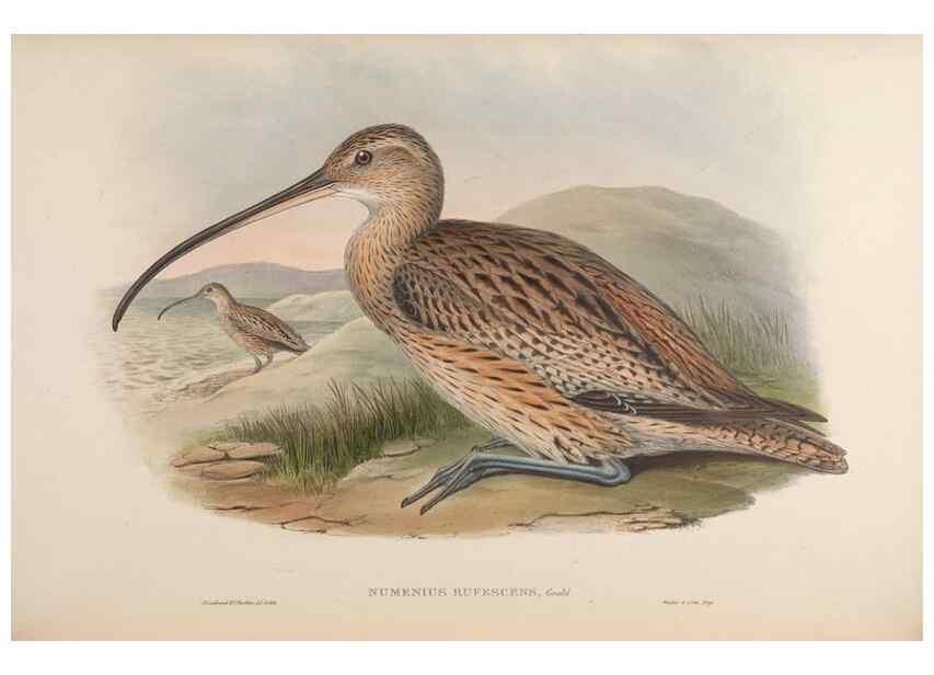Reproducción/Reproduction 48630437698: Birds of Asia / by John Gould.. London :Printed by Taylor and Francis, pub. by the author,1850-1883.. 