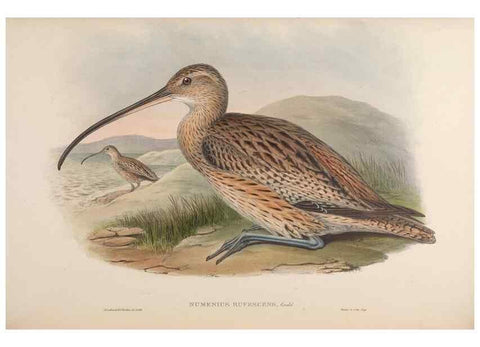 Reproducción/Reproduction 48630437698: Birds of Asia / by John Gould.. London :Printed by Taylor and Francis, pub. by the author,1850-1883.. 