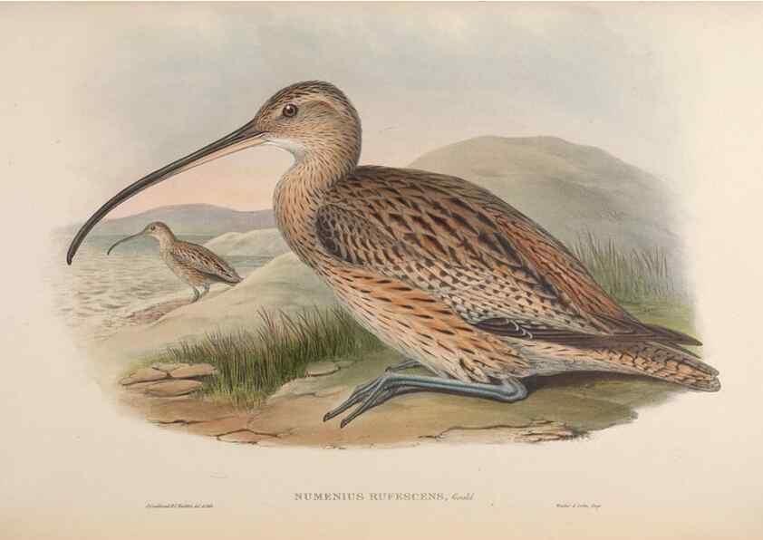 Reproducción/Reproduction 48630437698: Birds of Asia / by John Gould.. London :Printed by Taylor and Francis, pub. by the author,1850-1883.. 
