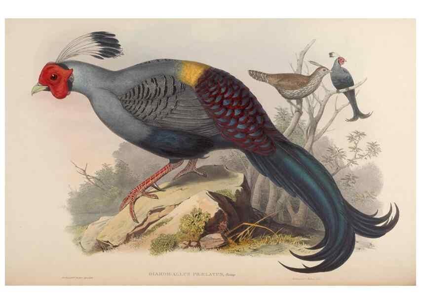 Reproducción/Reproduction 48630418868: Birds of Asia / by John Gould.. London :Printed by Taylor and Francis, pub. by the author,1850-1883.. 