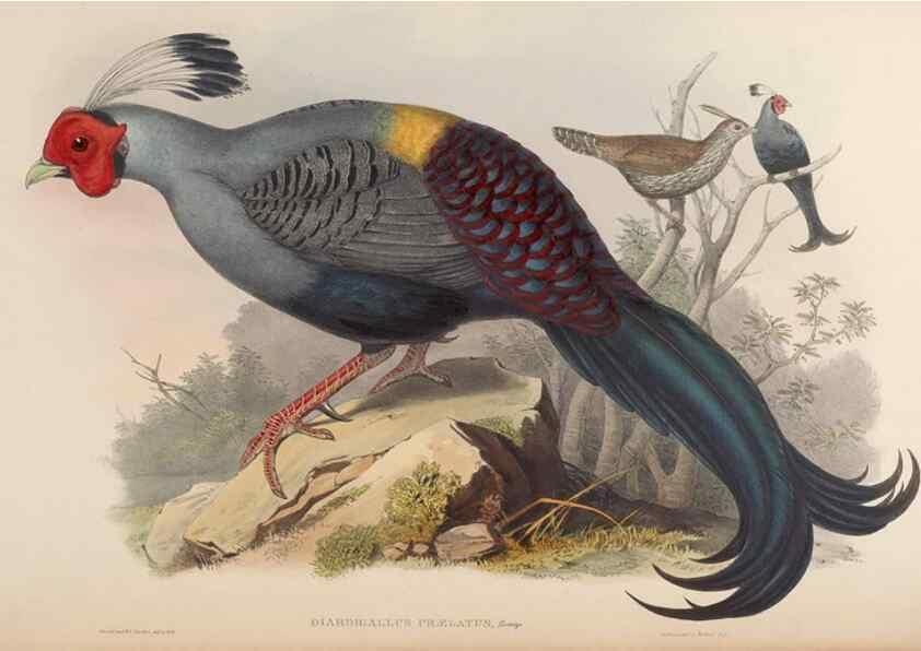 Reproducción/Reproduction 48630418868: Birds of Asia / by John Gould.. London :Printed by Taylor and Francis, pub. by the author,1850-1883.. 