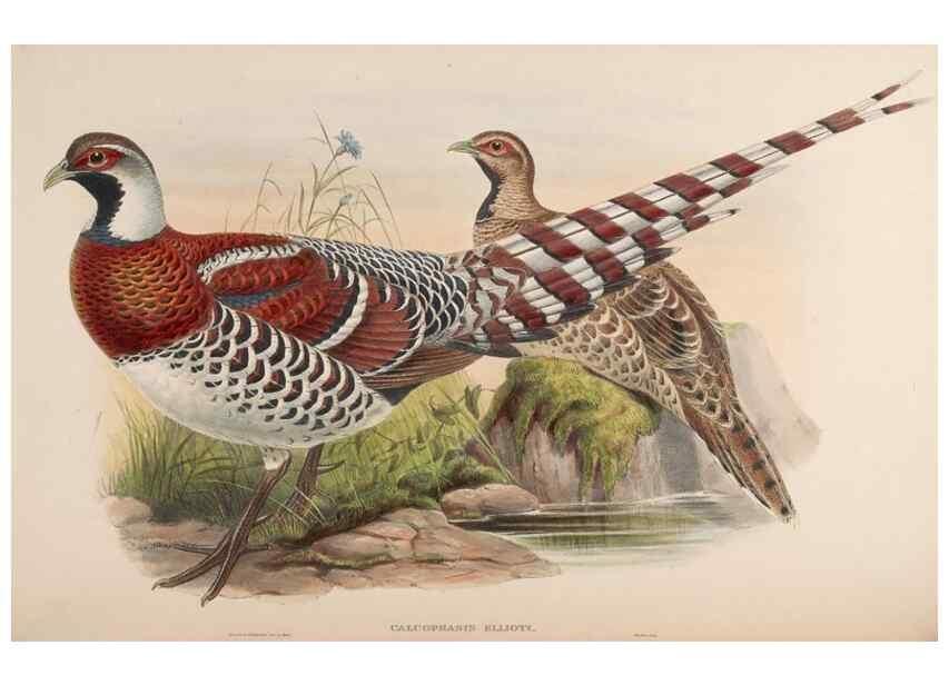 Reproducción/Reproduction 48630419963: Birds of Asia / by John Gould.. London :Printed by Taylor and Francis, pub. by the author,1850-1883.. 