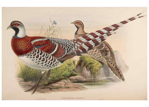 Reproducción/Reproduction 48630419963: Birds of Asia / by John Gould.. London :Printed by Taylor and Francis, pub. by the author,1850-1883.. 