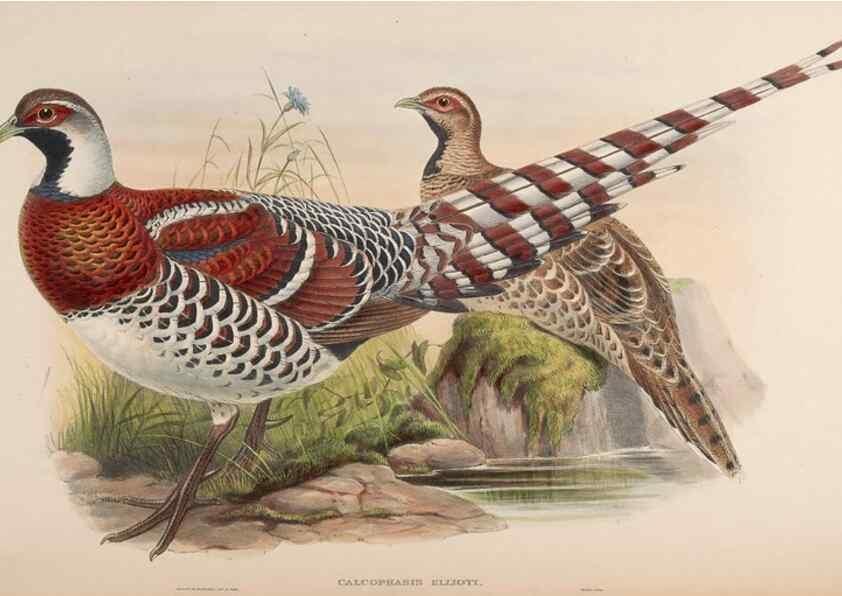 Reproducción/Reproduction 48630419963: Birds of Asia / by John Gould.. London :Printed by Taylor and Francis, pub. by the author,1850-1883.. 