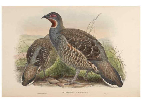 Reproducción/Reproduction 48630429653: Birds of Asia / by John Gould.. London :Printed by Taylor and Francis, pub. by the author,1850-1883.. 