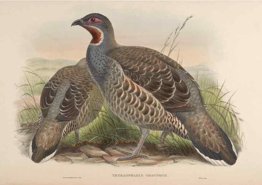 Reproducción/Reproduction 48630429653: Birds of Asia / by John Gould.. London :Printed by Taylor and Francis, pub. by the author,1850-1883.. 