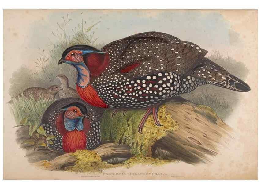 Reproducción/Reproduction 48630784206: Birds of Asia / by John Gould.. London :Printed by Taylor and Francis, pub. by the author,1850-1883.. 