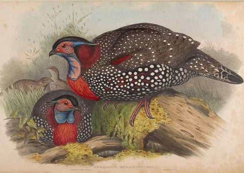 Reproducción/Reproduction 48630784206: Birds of Asia / by John Gould.. London :Printed by Taylor and Francis, pub. by the author,1850-1883.. 