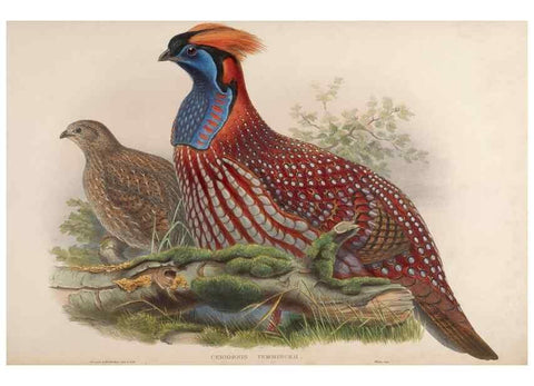 Reproducción/Reproduction 48630784701: Birds of Asia / by John Gould.. London :Printed by Taylor and Francis, pub. by the author,1850-1883.. 