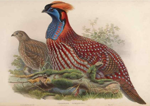 Reproducción/Reproduction 48630784701: Birds of Asia / by John Gould.. London :Printed by Taylor and Francis, pub. by the author,1850-1883.. 