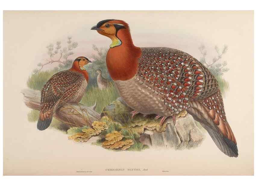 Reproducción/Reproduction 48630430918: Birds of Asia / by John Gould.. London :Printed by Taylor and Francis, pub. by the author,1850-1883.. 