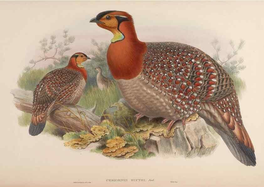 Reproducción/Reproduction 48630430918: Birds of Asia / by John Gould.. London :Printed by Taylor and Francis, pub. by the author,1850-1883.. 