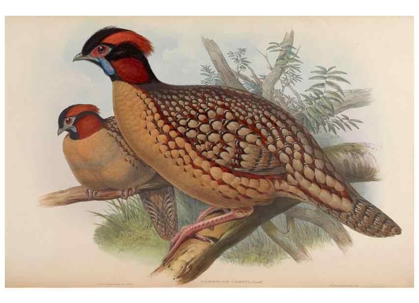 Reproducción/Reproduction 48630785781: Birds of Asia / by John Gould.. London :Printed by Taylor and Francis, pub. by the author,1850-1883.. 