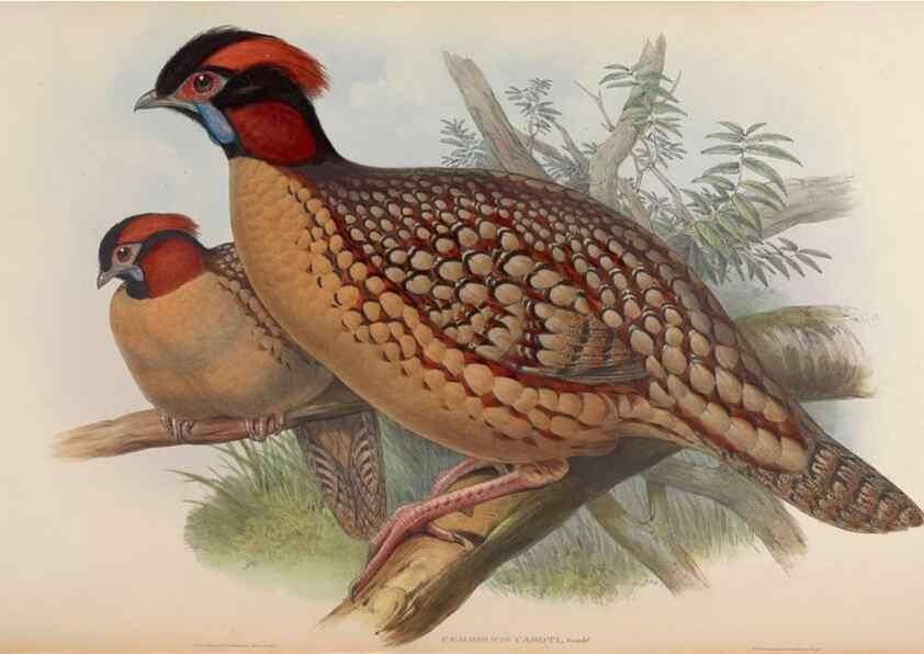 Reproducción/Reproduction 48630785781: Birds of Asia / by John Gould.. London :Printed by Taylor and Francis, pub. by the author,1850-1883.. 